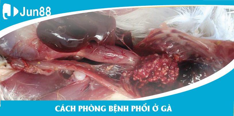 Việc phòng bệnh phổi gà cũng rất quan trọng