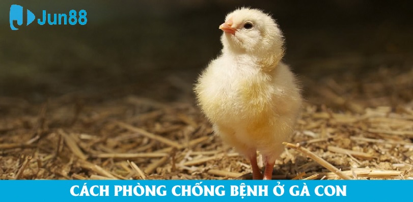 Cách phòng chống một số bệnh thường gặp ở gà con