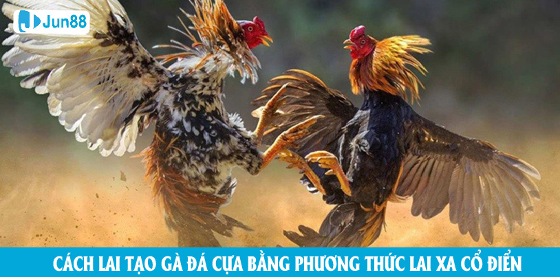 Cách lai tạo gà đá cựa bằng phương thức lai xa cổ điển