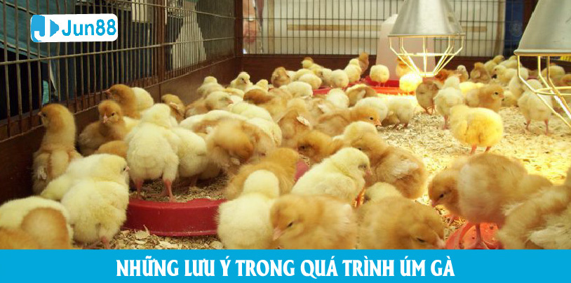 Một vài điểm cần lưu ý trong quá trình úm