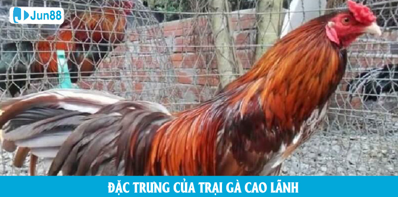 Jun88 tiết lộ tất tần tật thông tin mới nhất xoay quanh trại gà Cao Lãnh