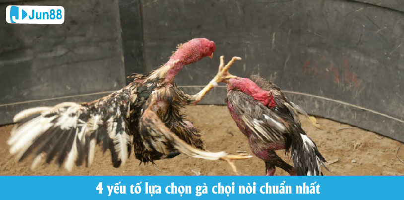 4 yếu tố lựa chọn gà chọi nòi chuẩn nhất