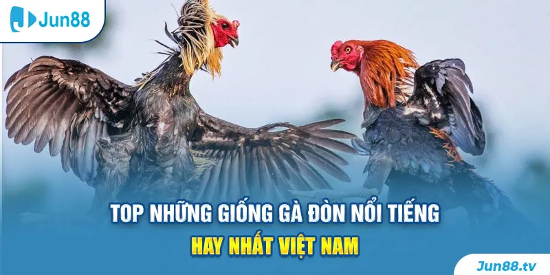 Top những giống gà đòn nổi tiếng hay nhất Việt Nam