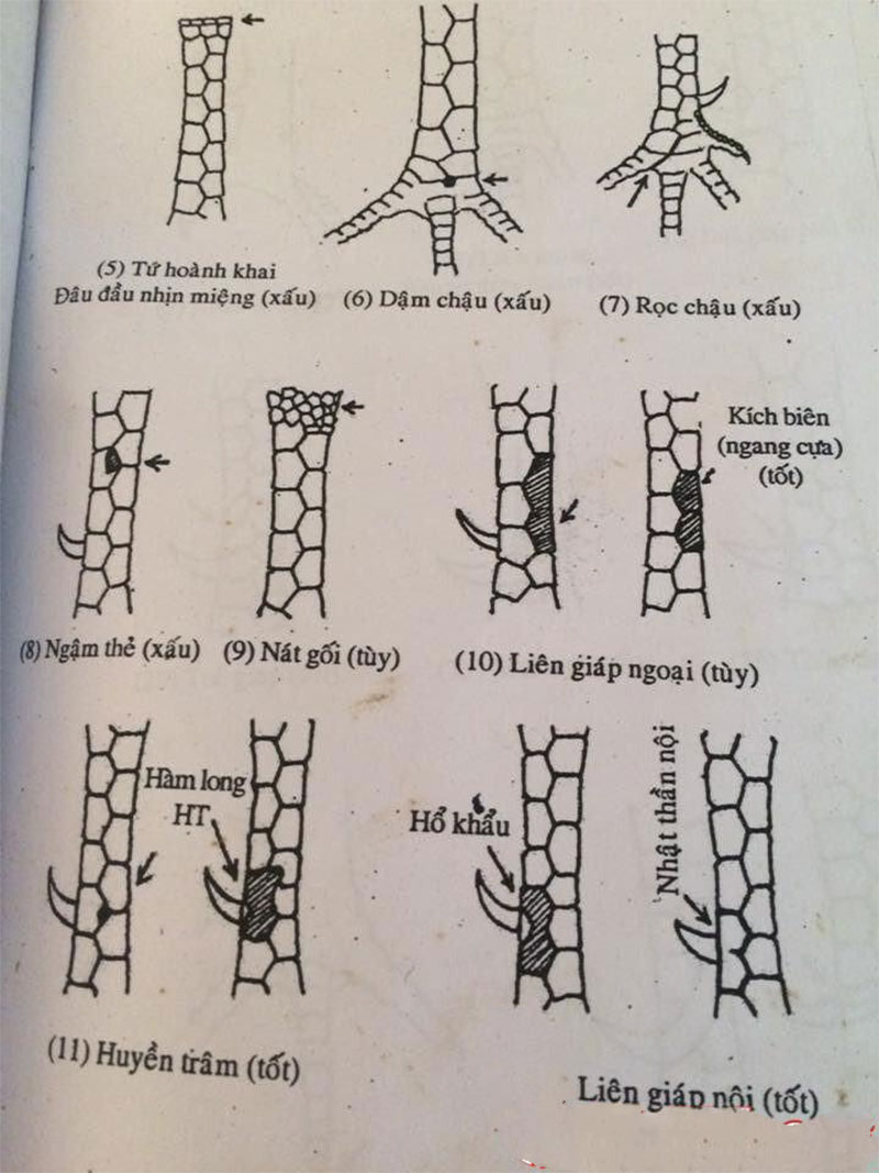 Chú ý khi xem vảy gà kích giáp